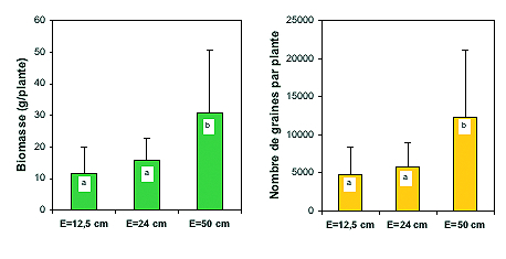 Effet Ecartement entre rangs sur production semendière